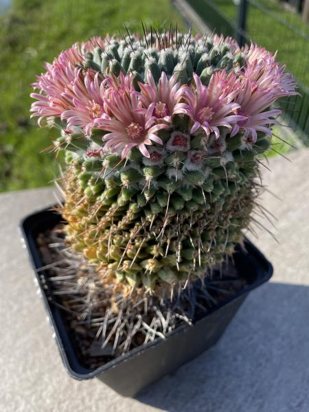 Mammillaria saffordii